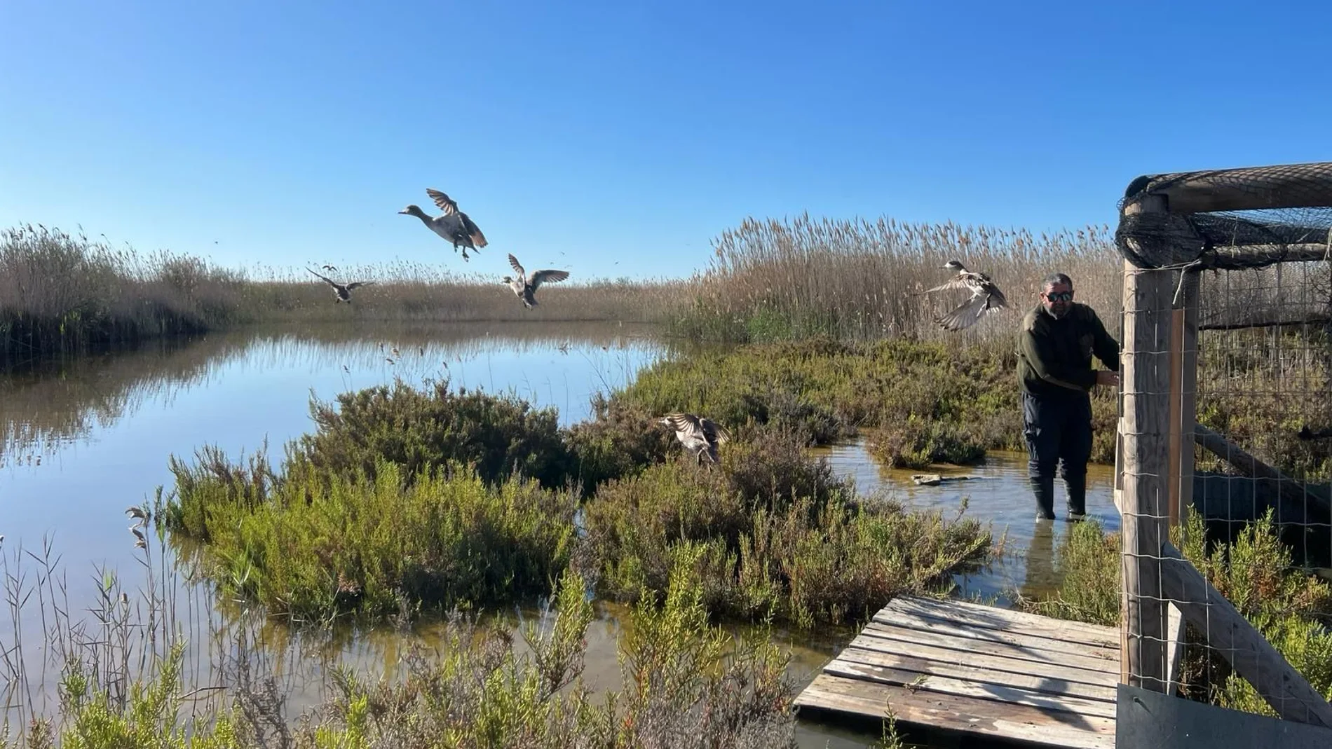 El lincé ibérico de los humedales: ¿Cuál es la especie de pato más amenazada de Europa?
