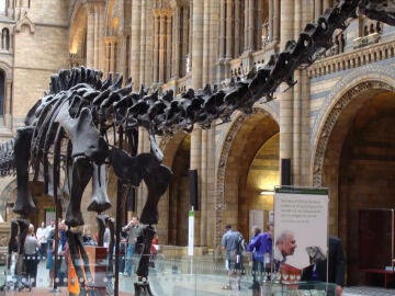 Museo de Historia Natural de Londres