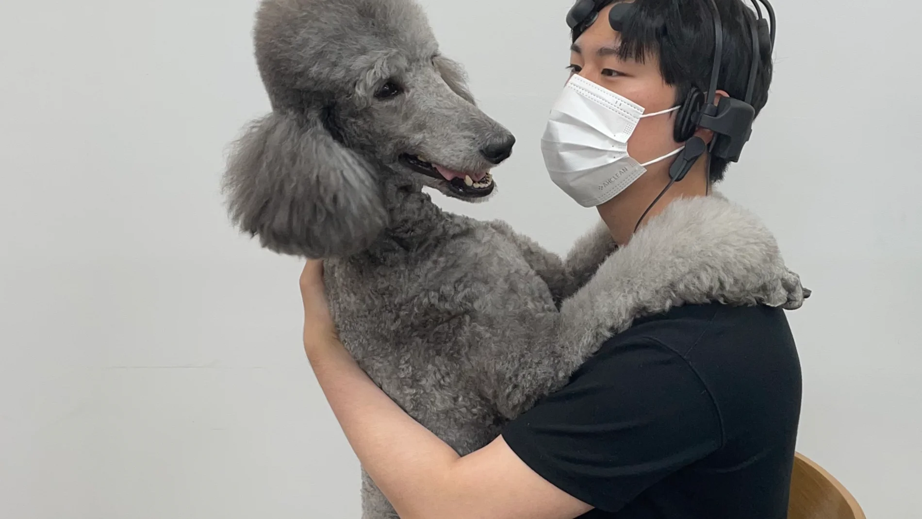 Mascotas
