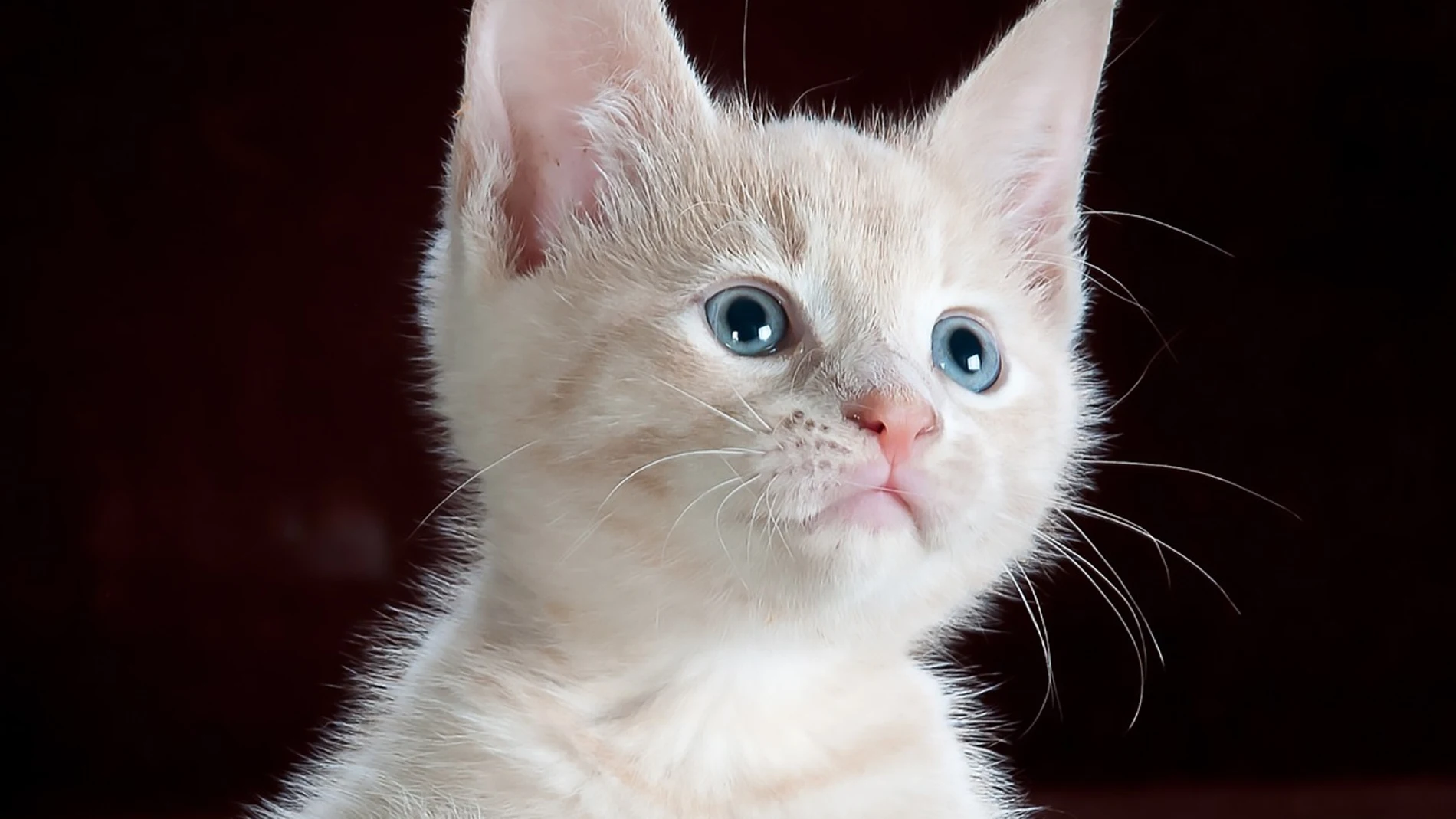 Gato
