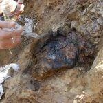 Hallan un diente del dinosaurio Protathlitis en Morella