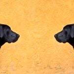 ¿Perros gemelos? 