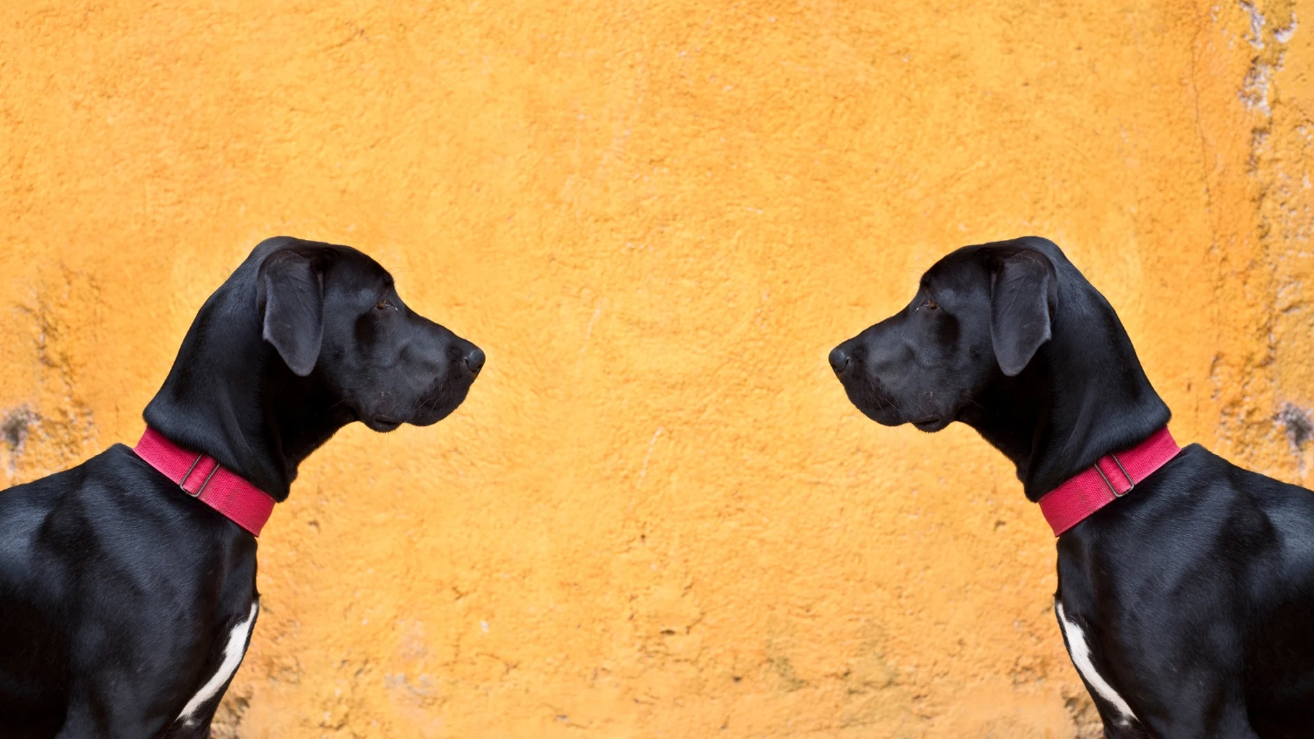 ¿Perros gemelos?