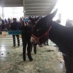 San Vitero muestra los mejores sementales de burro de la raza zamoranoleonesa