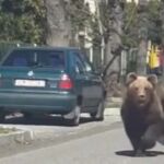 Un oso, en una calle de e Liptovsky Mikulas, Eslovaquia
