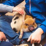 El trasplante se realizó con el higado de un cerdo pigmeo Bama