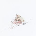 Oso polar cazando renos