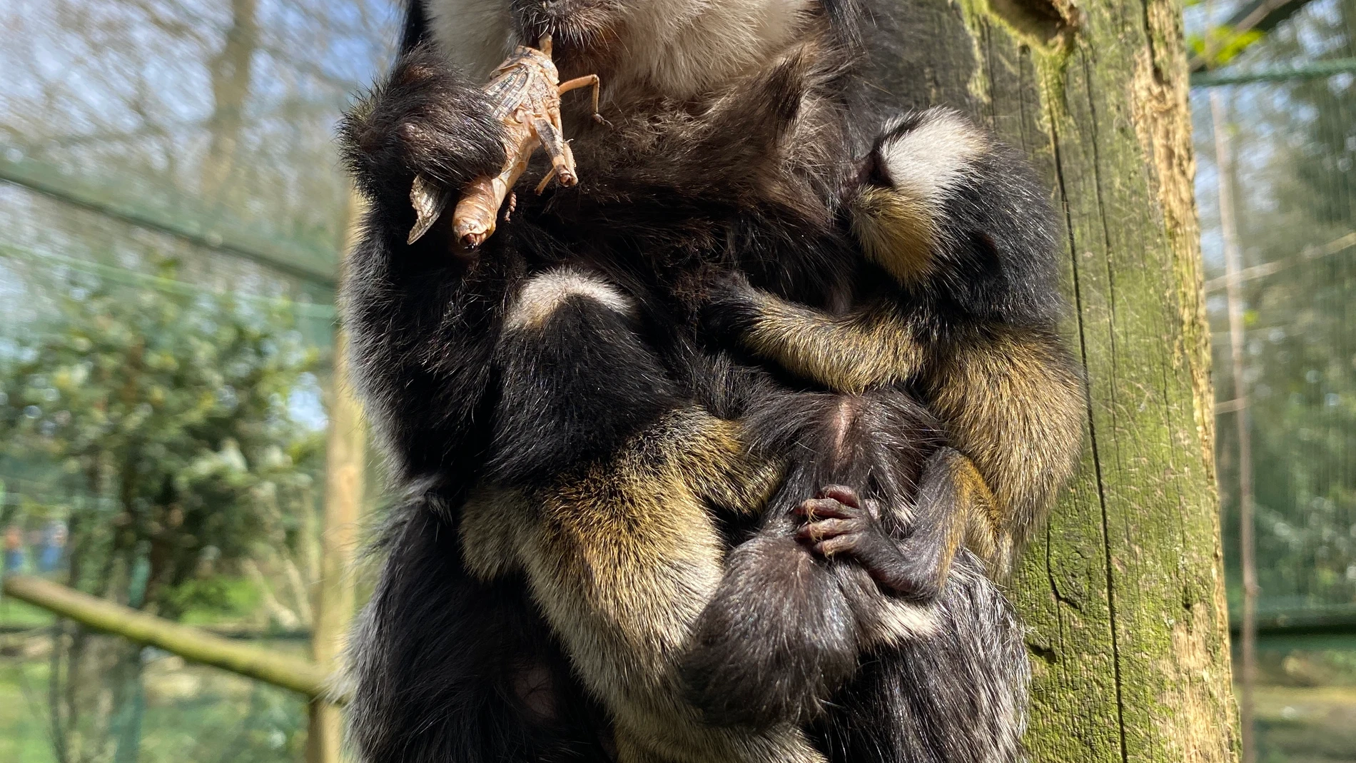 SANTILLANA DEL MAR (CANTABRIA), 27/03/2024.- Tres ejemplares de titíes de Geoffroy, el máximo número de crías que un primate de este tamaño puede gestar, han nacido en el Zoo de Santillana del Mar, que han pesado al nacer unos 30 gramos cada uno, cuando la madre pesa menos de 400. EFE/ Zoo Santillana Del Mar SÓLO USO EDITORIAL / SÓLO DISPONIBLE PARA ILUSTRAR LA NOTICIA QUE ACOMPAÑA (CRÉDITO OBLIGATORIO)
