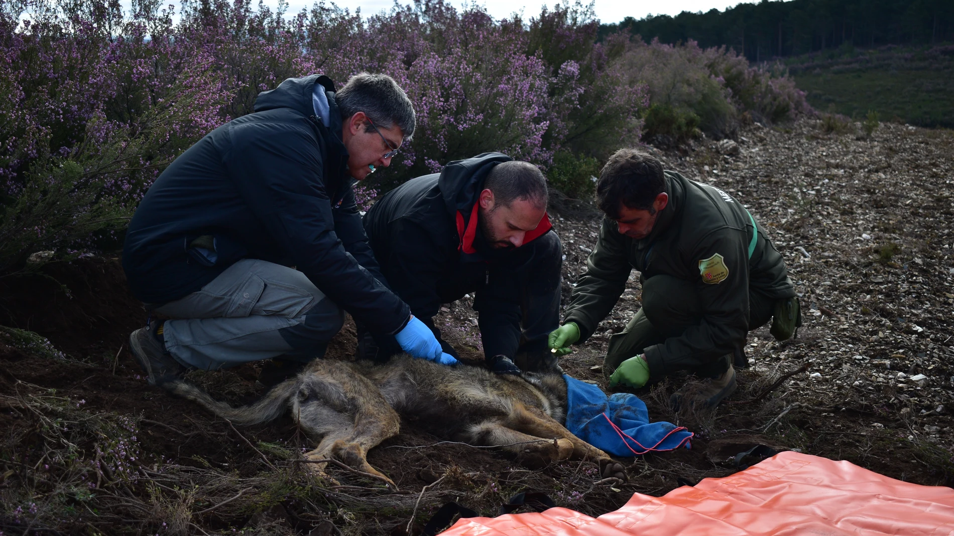 VILLARDECIERVOS (ZAMORA), 30/03/2024.- Técnicos medioambientales instalan una trampa y las cámaras de vigilancia y comprueban los dardos tranquilizantes. Descifrar los hábitos depredadores y las zonas de influencia del lobo ibérico es el objeto de un estudio científico de radiomarcaje con dispositivos GPS desplegado desde noviembre en Castilla y León, que pretende aplicar los resultados a prevenir los ataques de este mítico animal sobre la ganadería y a otros fines biosanitarios, en Villardec...