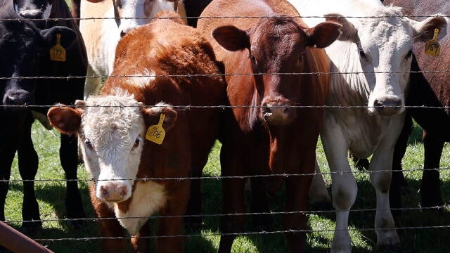 En varios estados de EE UU hay vacas infectadas con gripe aviar