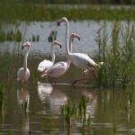 En la imagen un grupo de flamencos en la laguna. EFE/Rafa Alcaide
