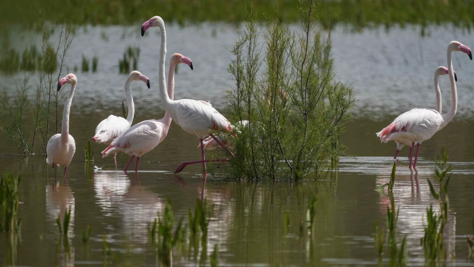 SANTAELLA (CÓRDOBA), 07/04/2024.- La laguna del Donadío, en el término municipal de Santaella, que está incluida en el Inventario de Humedales de Andalucía desde 2007, ha cogido treinta centímetros en las últimas lluvias y ha sido el lugar donde más agua ha caído en el último mes en los humedales del Sur de Córdoba, 177,8 litros, el 78 por ciento, 139 litros, en el período de los últimos diez días de precipitaciones. En la imagen un grupo de flamencos en la laguna. EFE/Rafa Alcaide