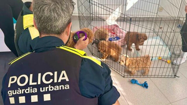 El centro de yoga que contrabandeaba con cachorros de perro en Barcelona
