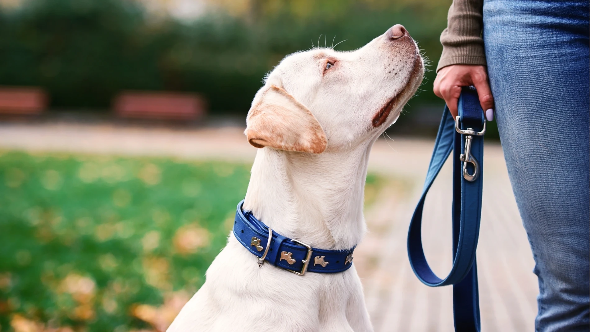 Los perros podrían detectar el trastorno de estrés postraumático en humanos