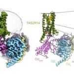 Imagen tomada con un microscopio electrónico (izquierda) y su respectivo modelo (derecha) de la proteína TAS2R14, que funciona como receptor del sabor amargo