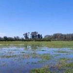 Estado de la marisma en la zona de Fuente del Duque a 4 de abril, en Doñana