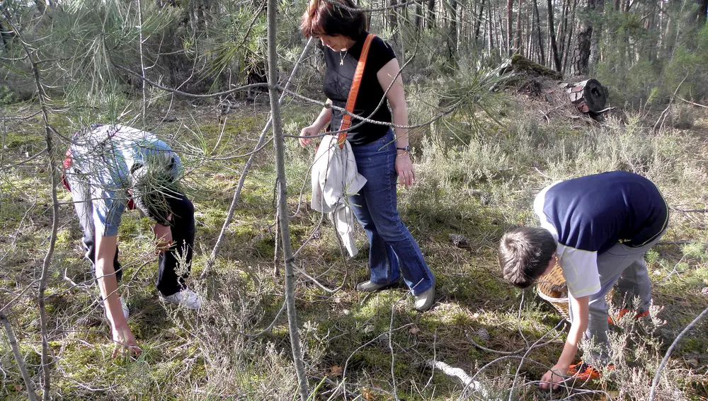 Recolección de setas en los Montes de Soria
