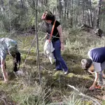 Recolección de setas en los Montes de Soria