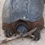 Sorpresa en el río Henares: tortugas americanas mordedoras de 30 kilos