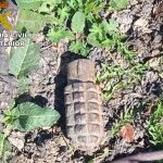 Granada de la Guerra Civil hallada y desactivada en Campillejo (Guadalajara)
