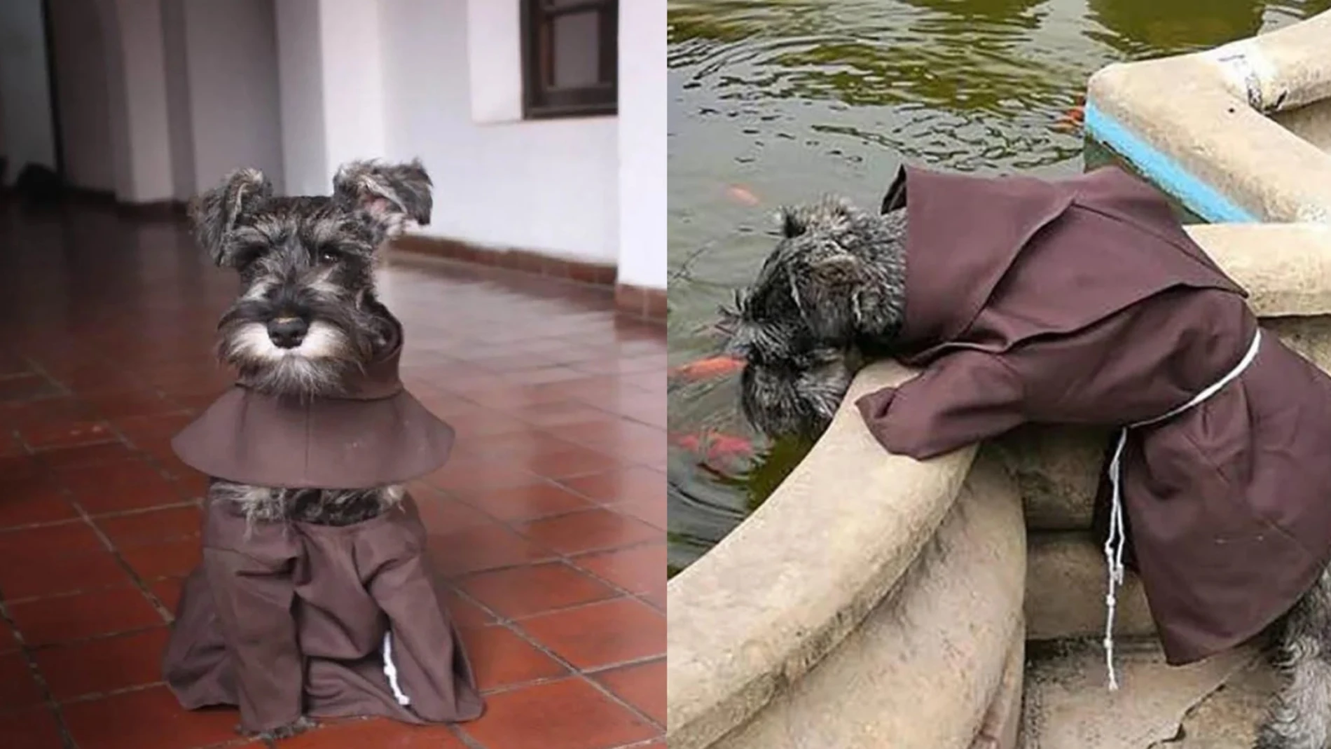 La historia del perro Fray Bigotón: De las calles al convento de San Francisco