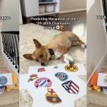 Perro se hace viral al predecir los semifinalistas de la Champions League