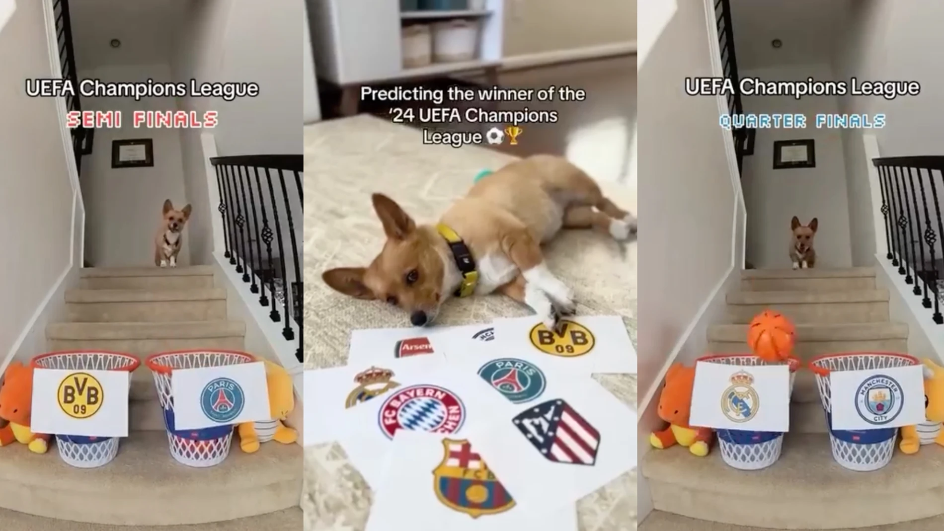 Perro se hace viral al predecir los semifinalistas de la Champions League