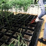Localizada una plantación de marihuana con 769 plantas en un edificio de oficinas en Carabanchel