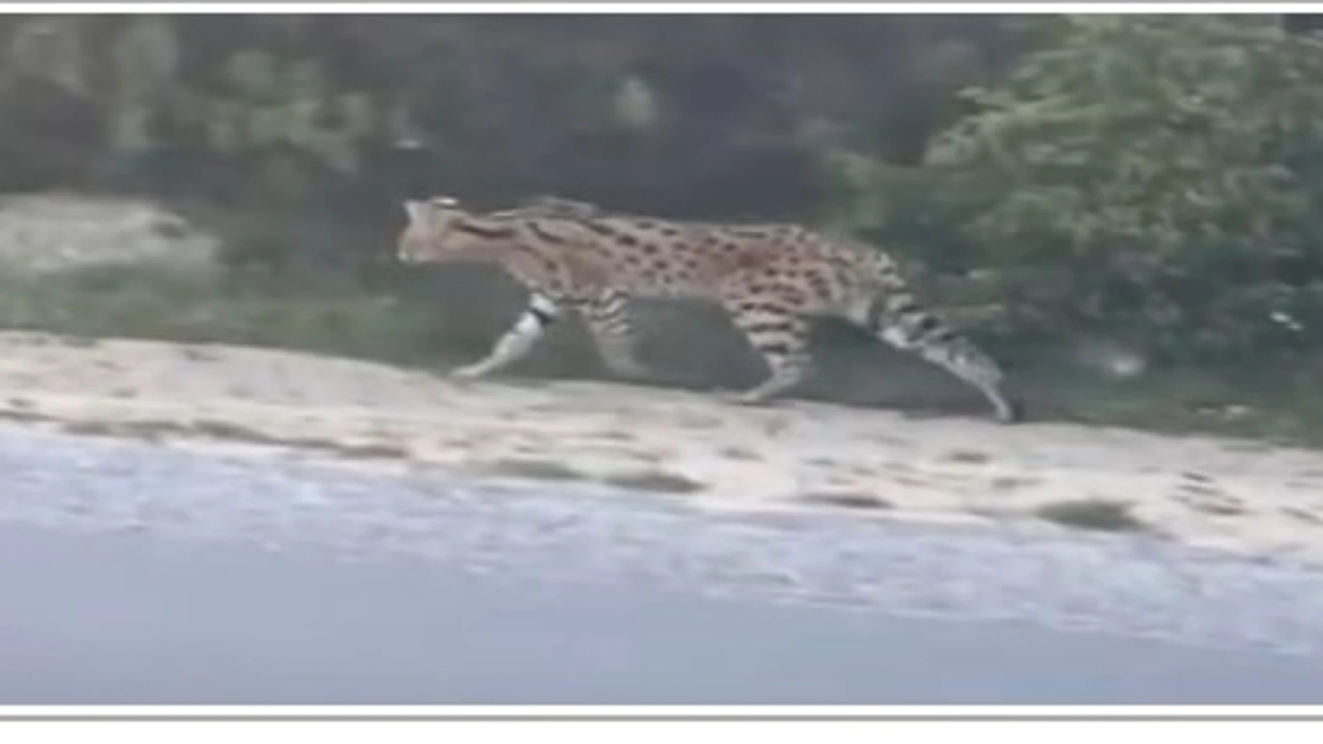 El animal, fotografiado cerca de Tánger