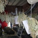 Interior del sótano con plantas ya en fase de secado