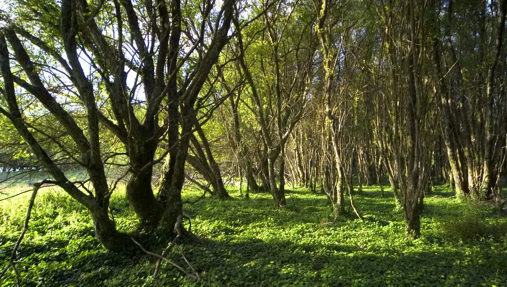 Bosque de laureles.