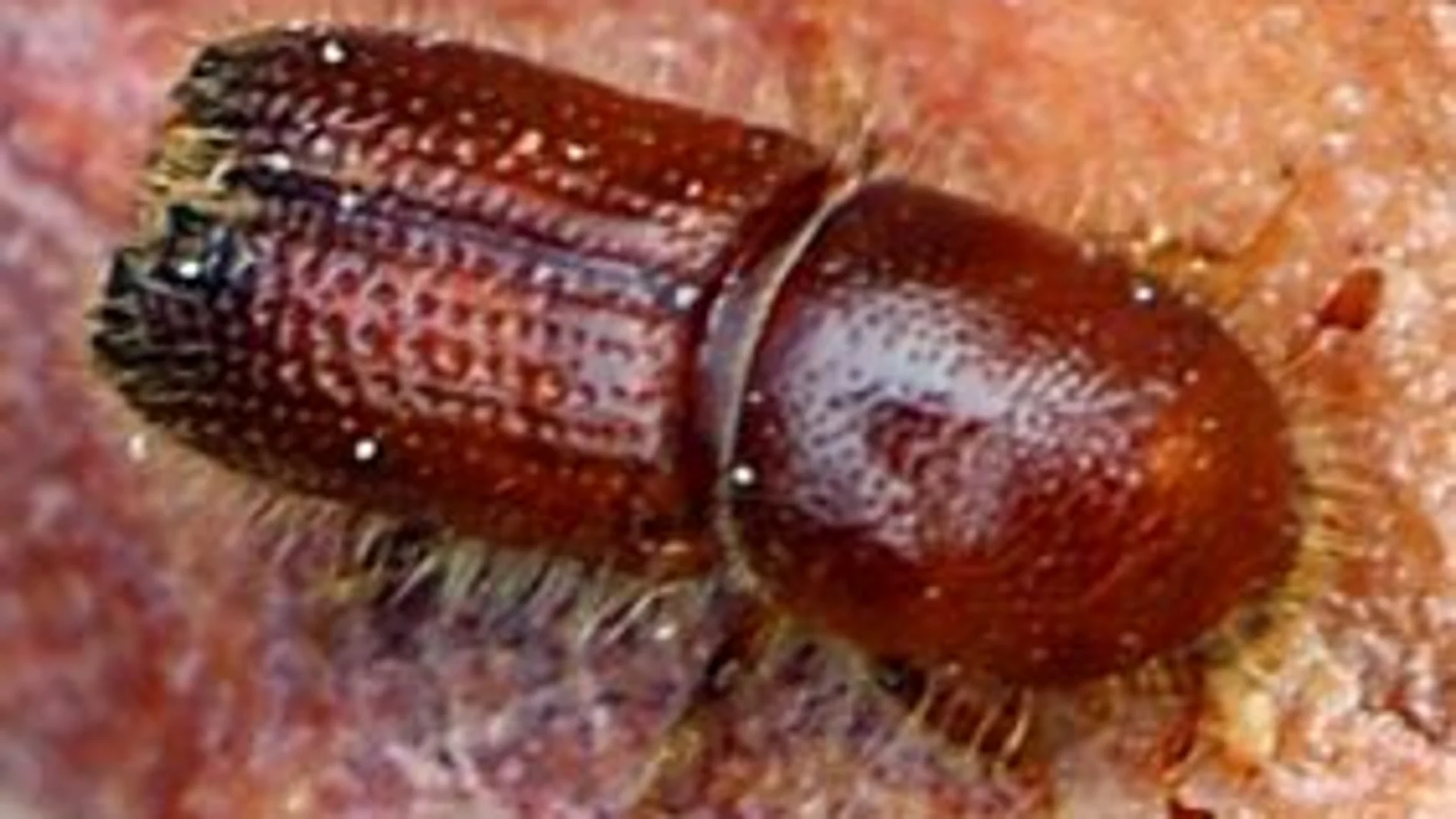 Imagen de un ejemplar adulto de escarabajo Ips sexdentatus