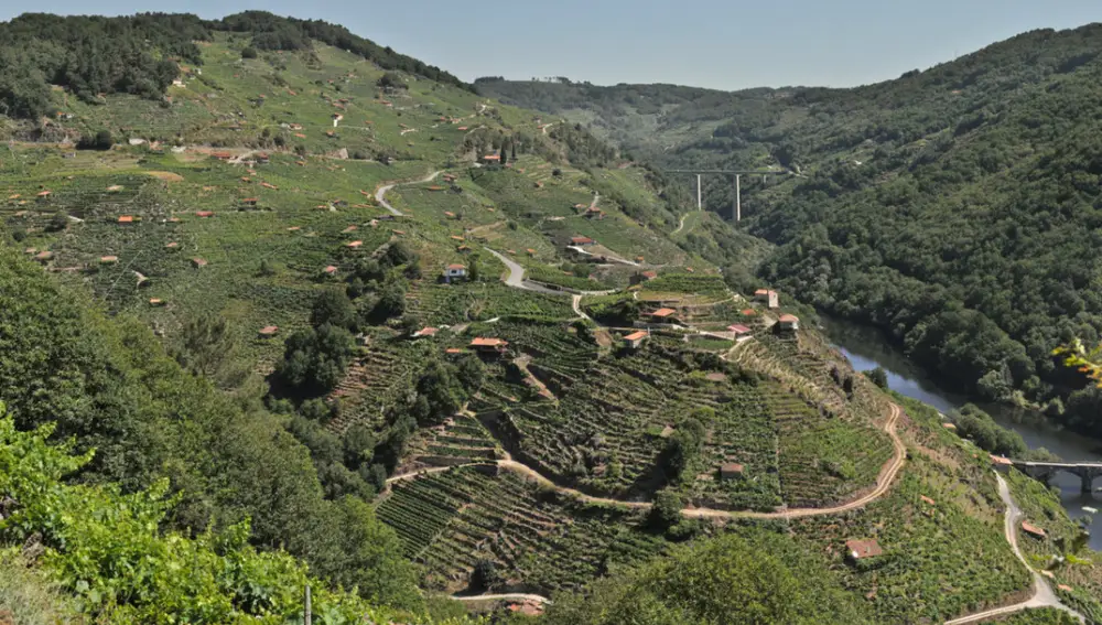 Viñedo en una ladera.