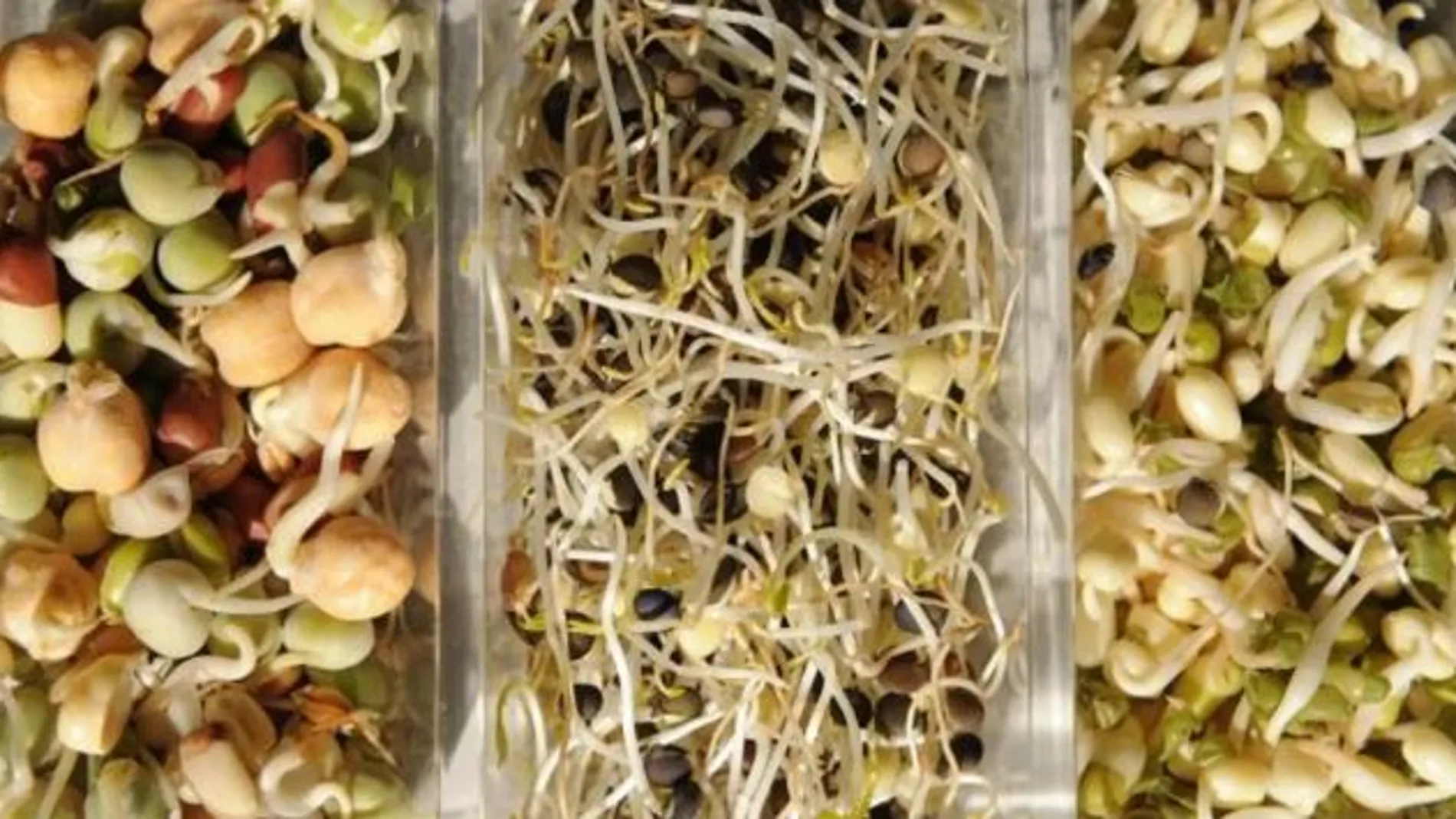 Brotes germinados