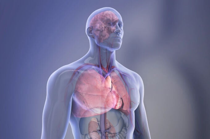 Diferentes órganos del cuerpo humano