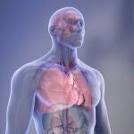 Diferentes órganos del cuerpo humano