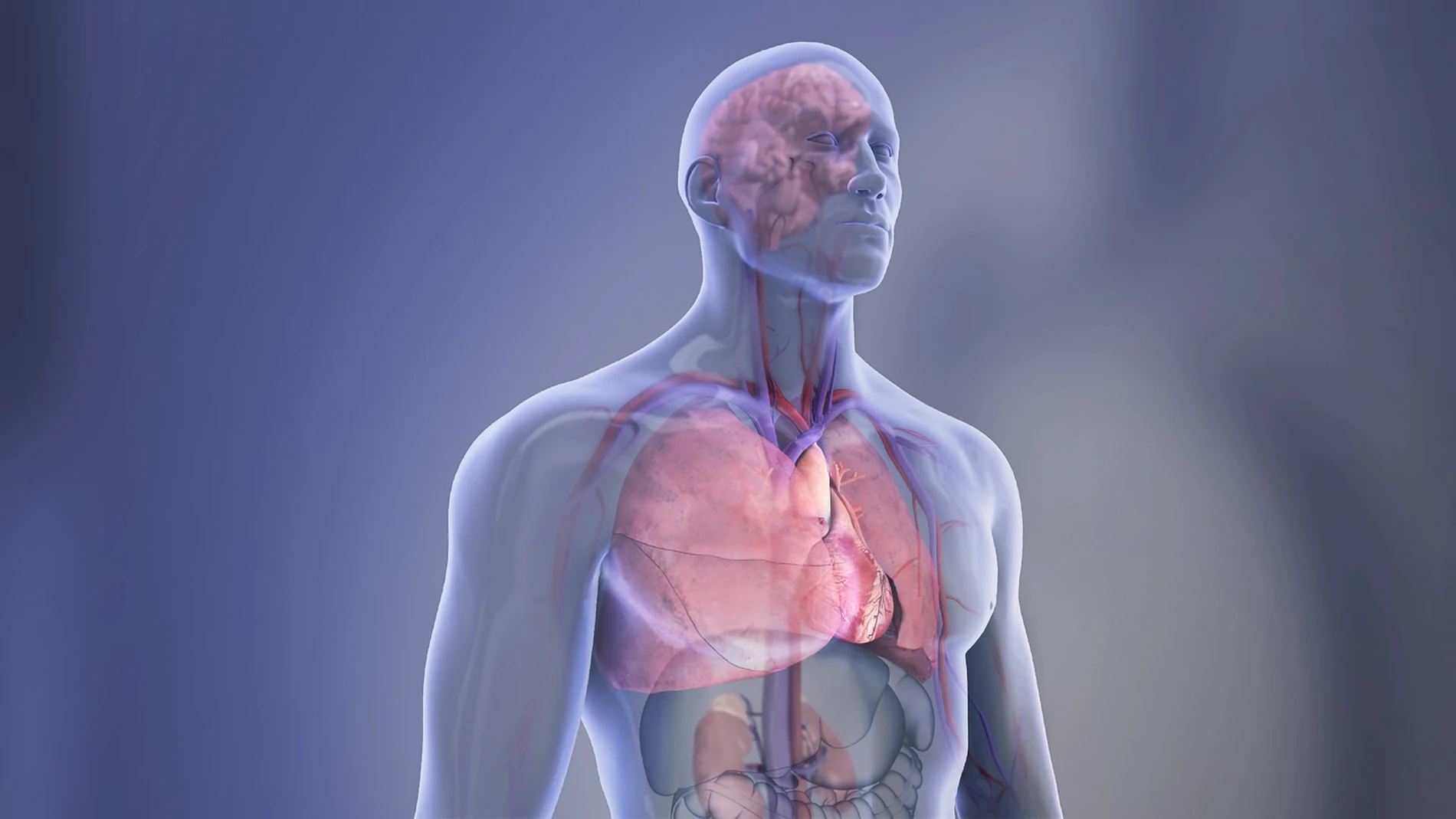 Diferentes órganos del cuerpo humano