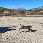 Imagen de Uri, el lince fallecido
