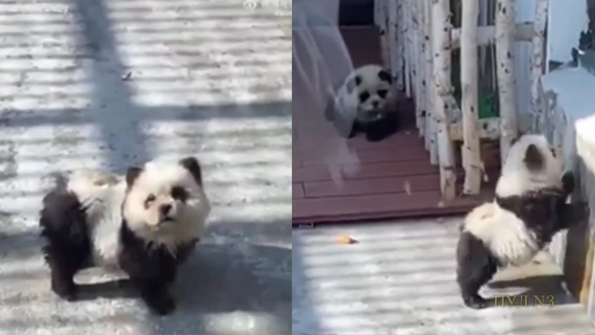 Un zoológico tiñe perros para hacerlos pasar por osos pandas