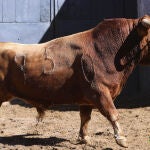 Así son los toros que se van a lidiar en Las Ventas esta tarde