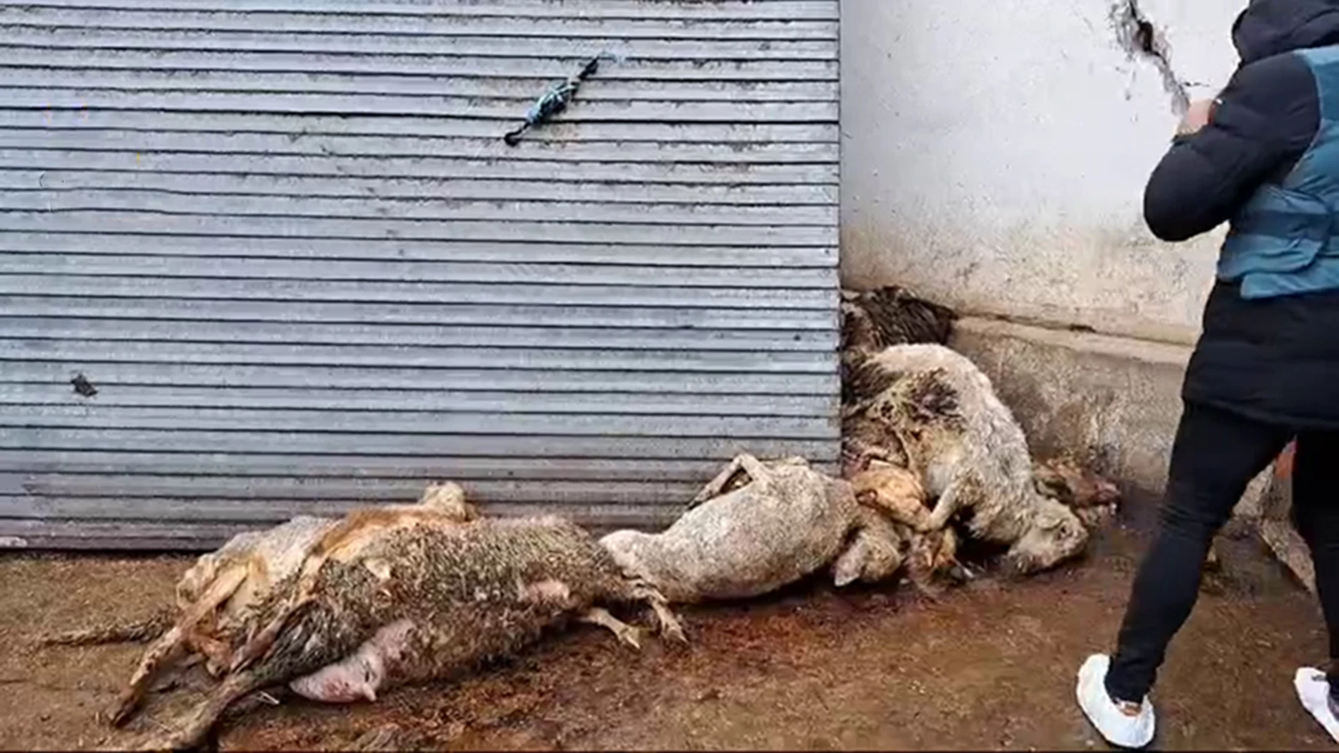 Investigan a un ganadero de ovino de Renedo (Valladolid) por el “abandono” de los animales
