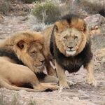 Un controvertido documental explora la diversidad LGBTQ+ en el reino animal