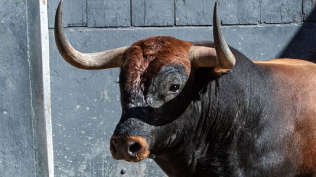 Estos son los temidos Miura que se lidian hoy en Las Ventas