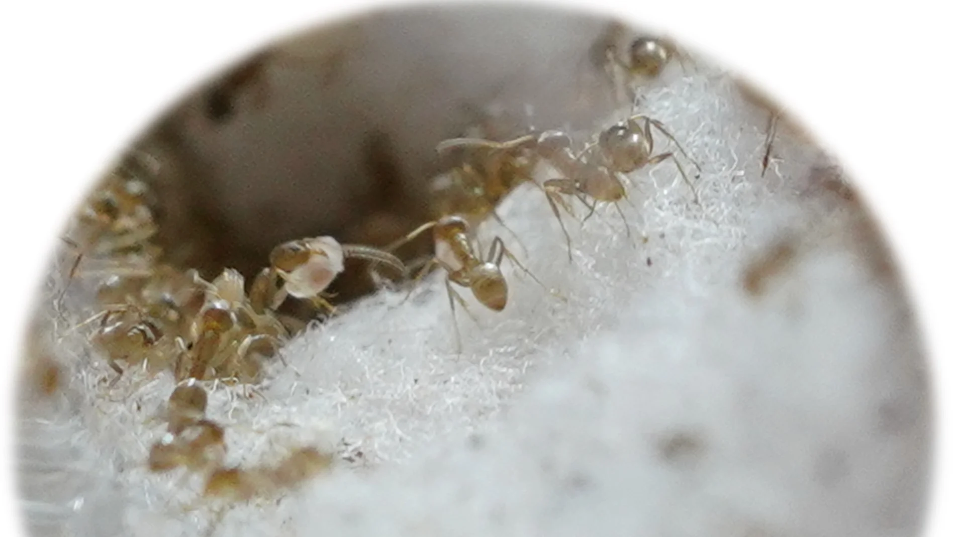 Insectos invasores