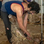 Esquileo de ovejas de razas autóctonas de Madrid. © J. Fdez.-Largo