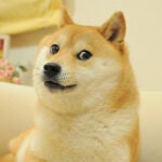 Muere un meme de Internet: el perro Shiba Inu del meme Doge.