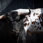 Estos son los imponentes toros para el estreno de Daniel Luque en la feria
