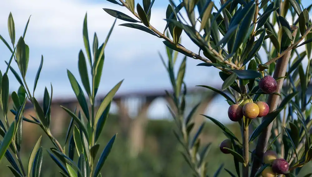 El aceite se elabora utilizando sistemas de cultivo con tratamiento ecológico y sostenible y combinando tradición e innovación