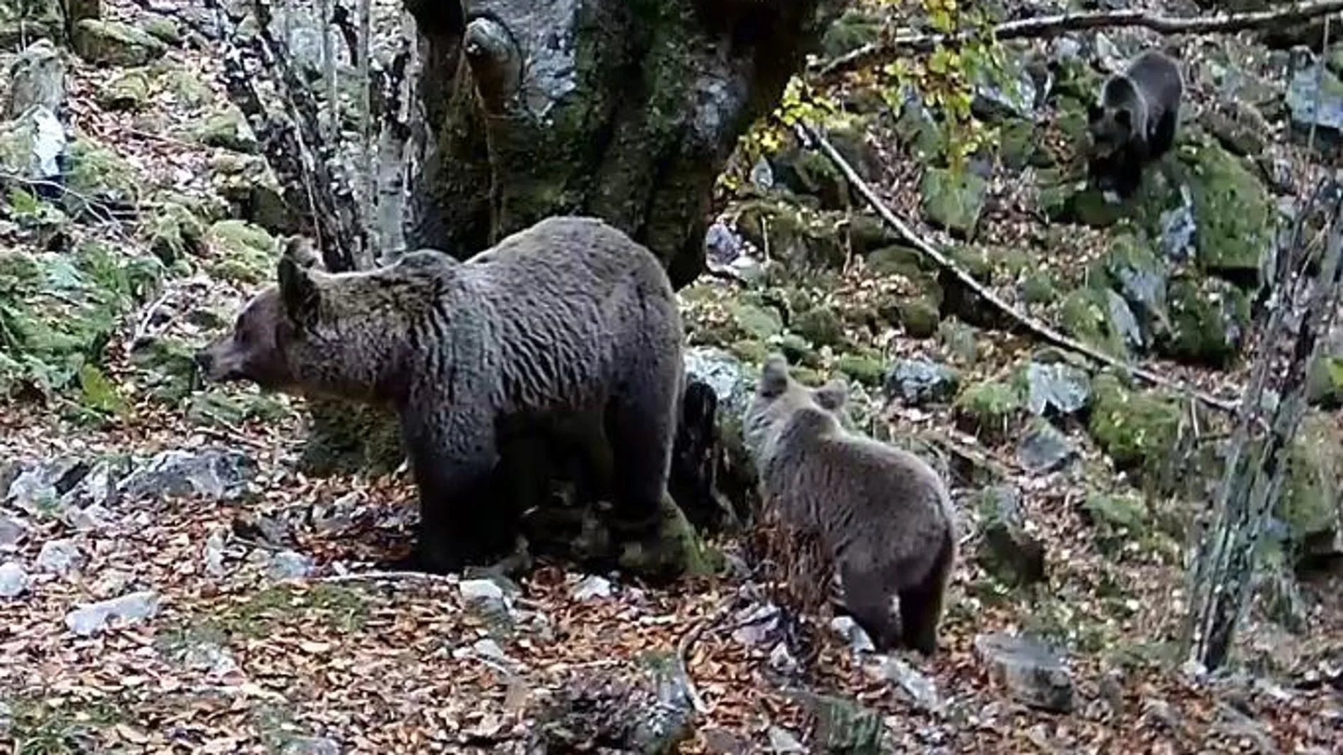 Oso pardo