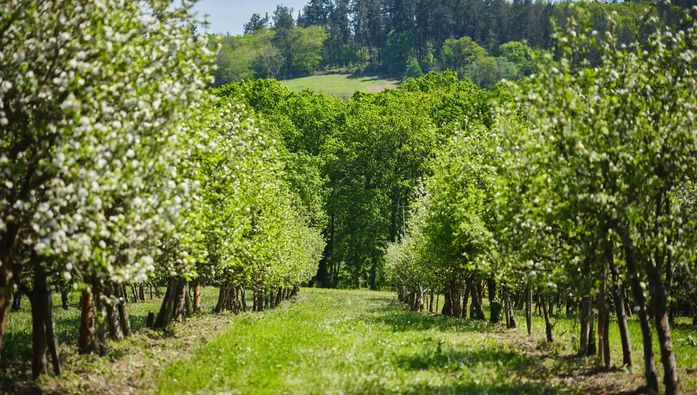 Finca de Valverán, Oviedo